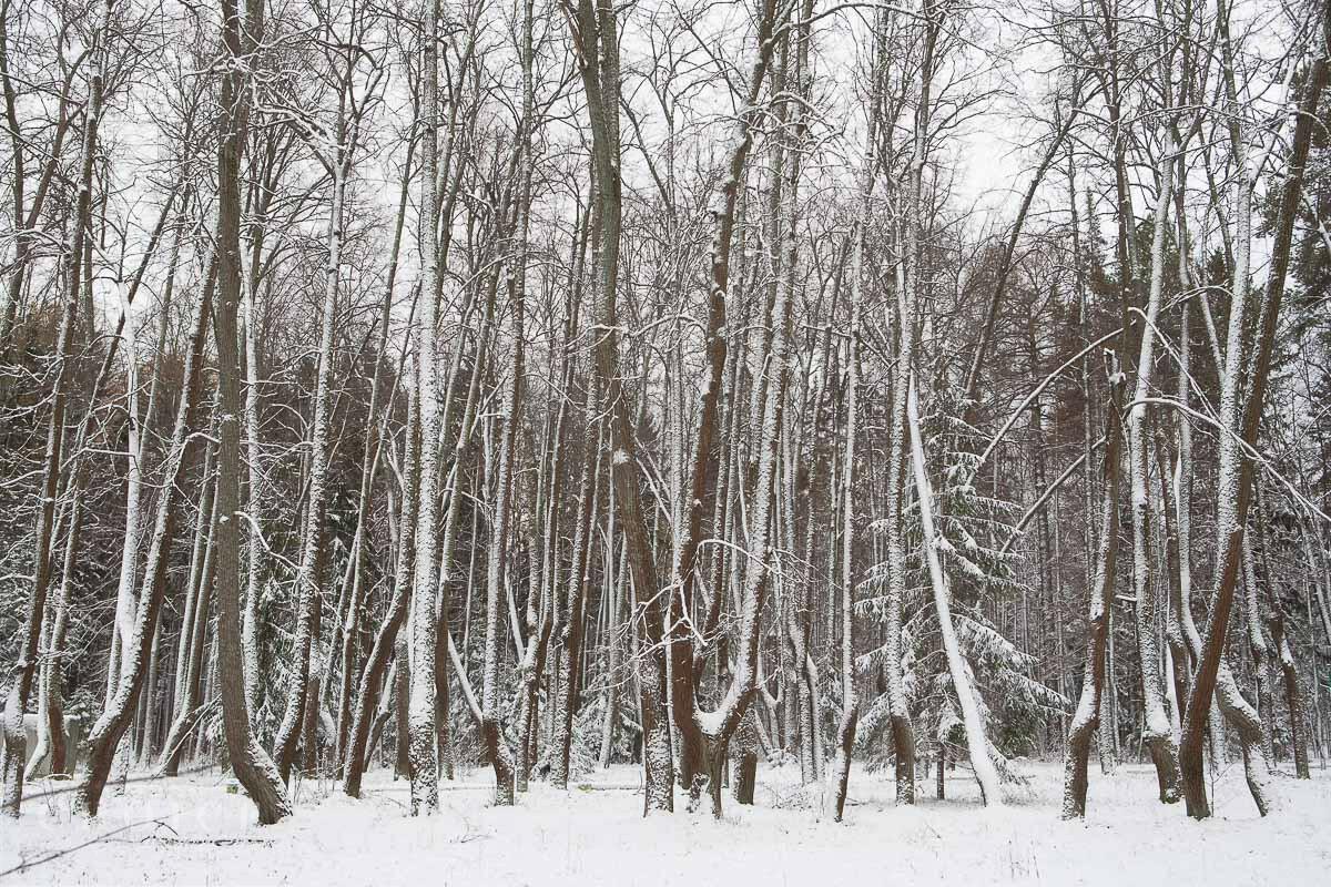 Участок 24.5 сот. в охраняемом поселке