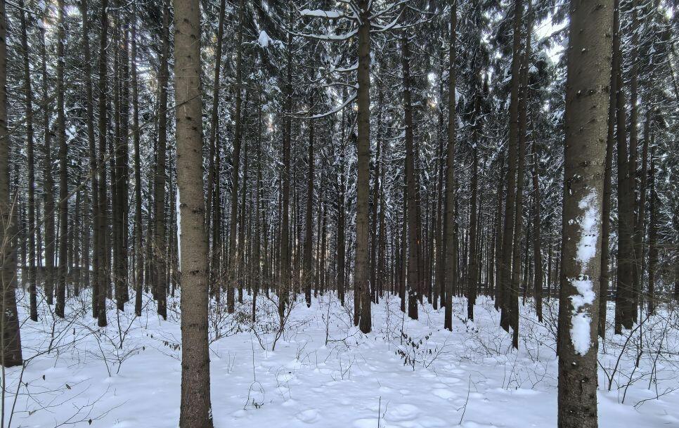 Участок 45 сот.