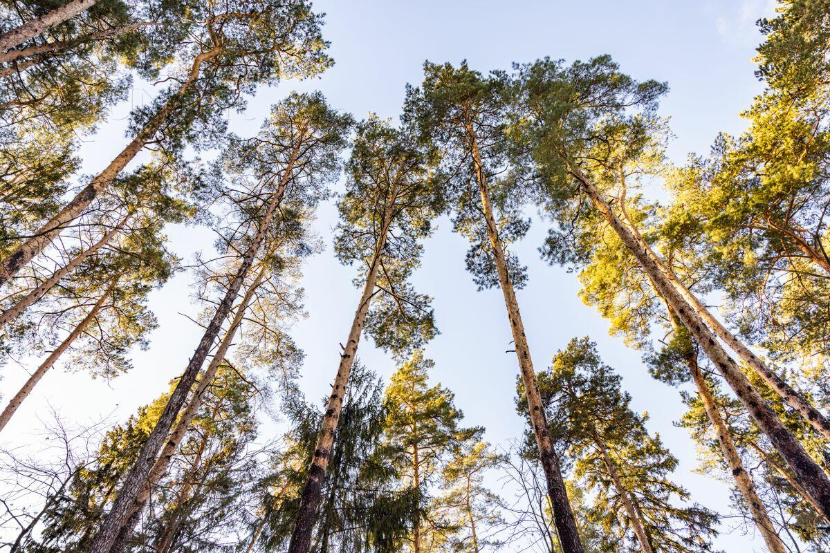 2-этажный коттедж 850 м² без отделки