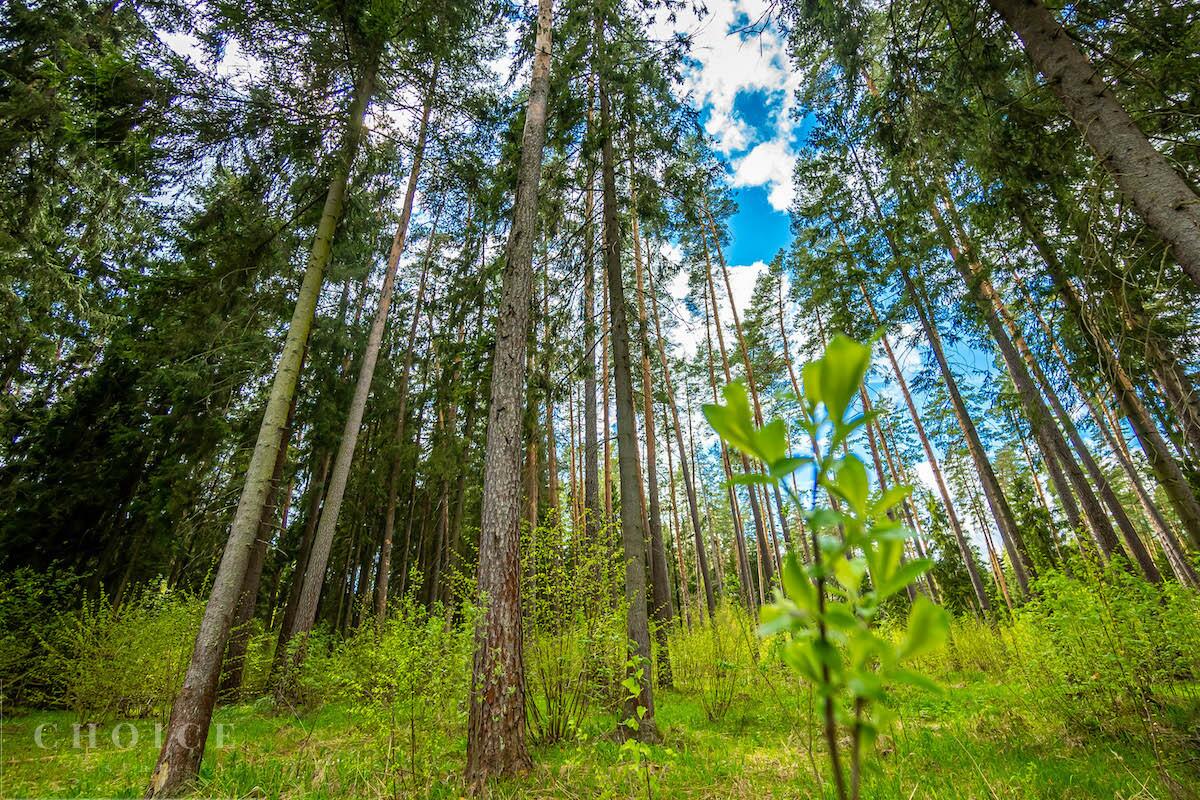 Участок 100 сот.