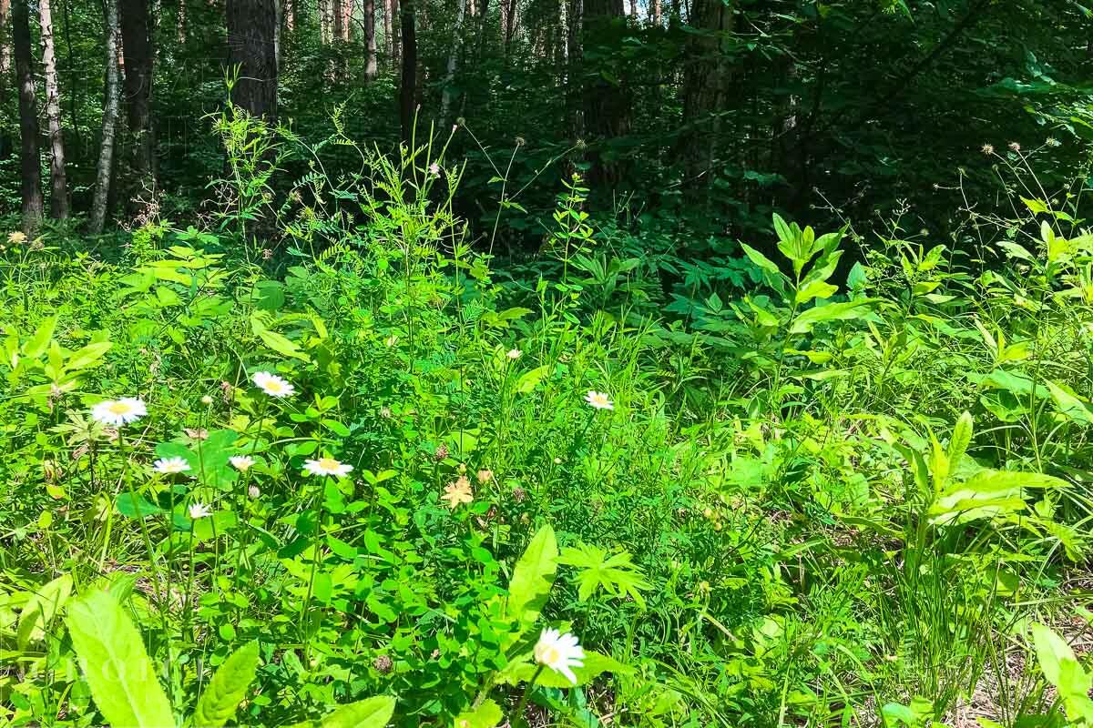 Участок 30.79 сот. в охраняемом поселке