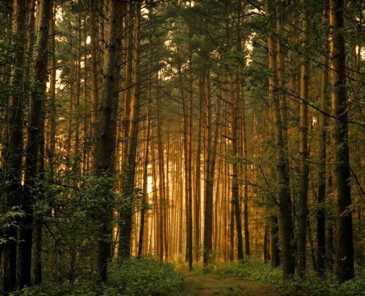 Участок 33 сот. в охраняемом поселке