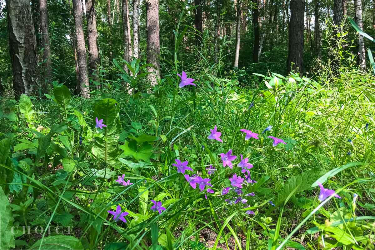 Участок 24 сот. в охраняемом поселке