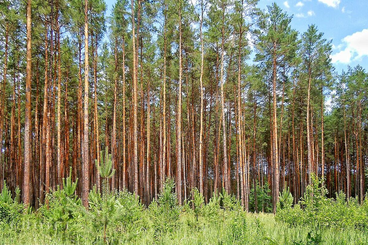 Участок 35 сот. в охраняемом поселке