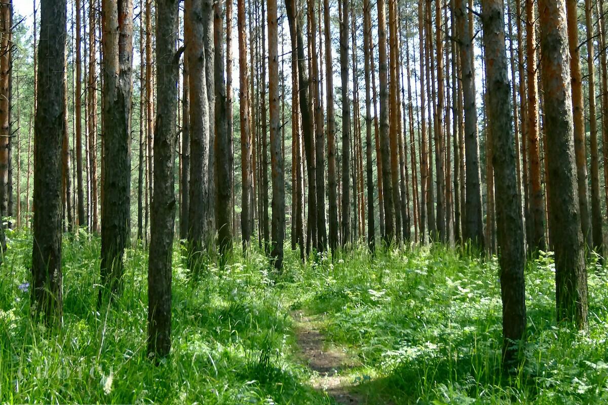 Участок 35 сот. в охраняемом поселке