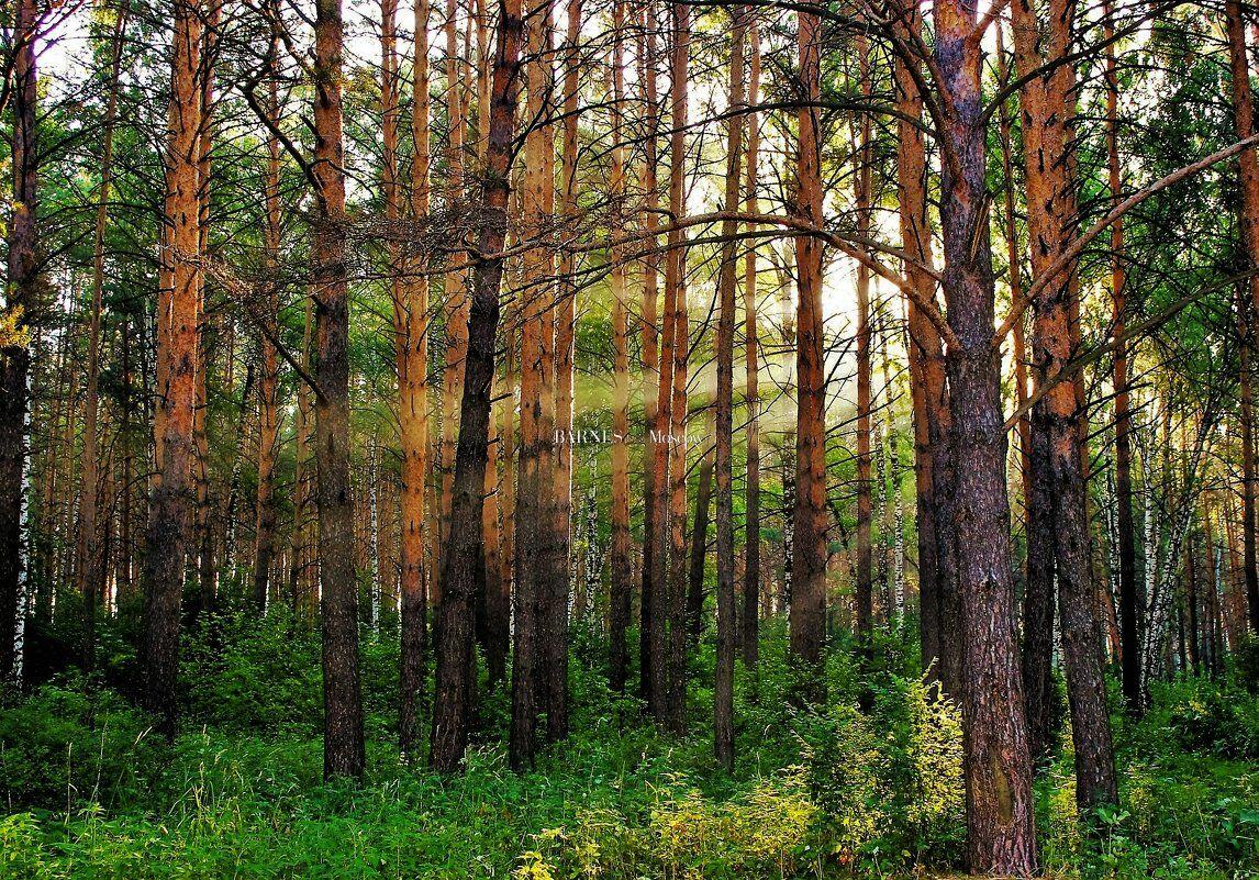 Участок 18 сот.