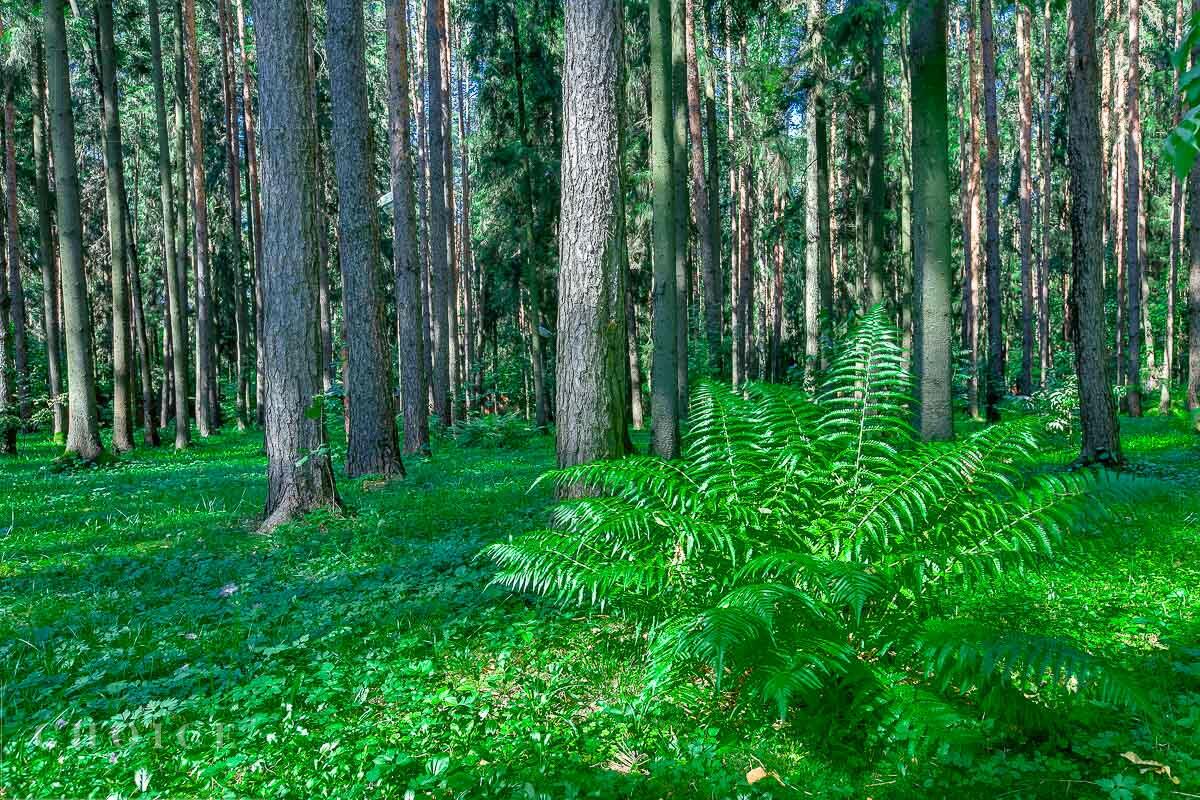 Участок 28.3 сот.