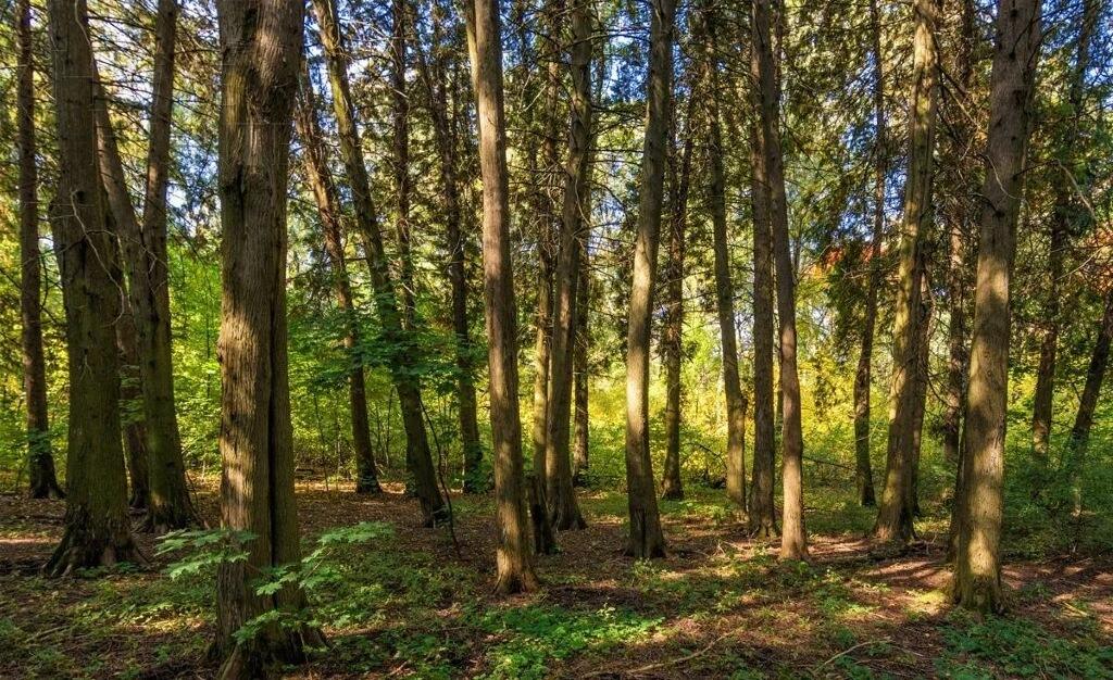 Участок 2 200 сот.