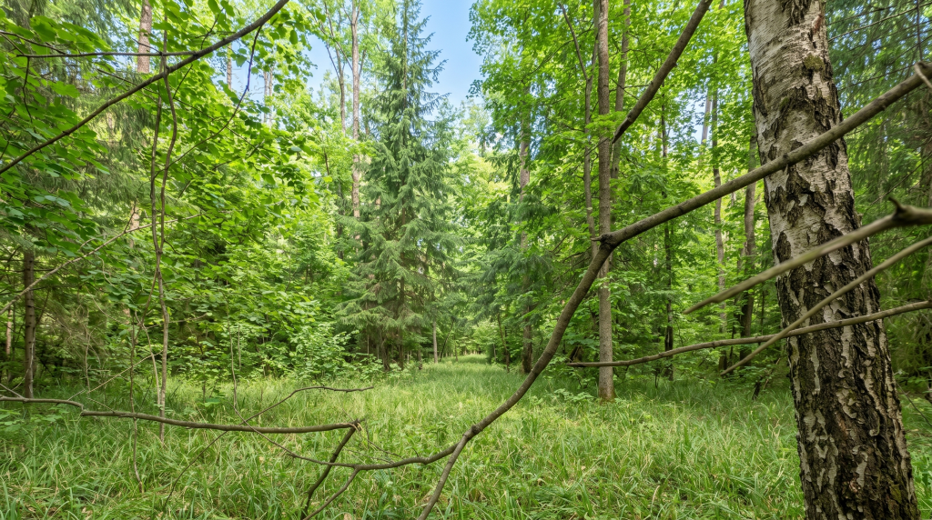 Участок 2 200 сот.