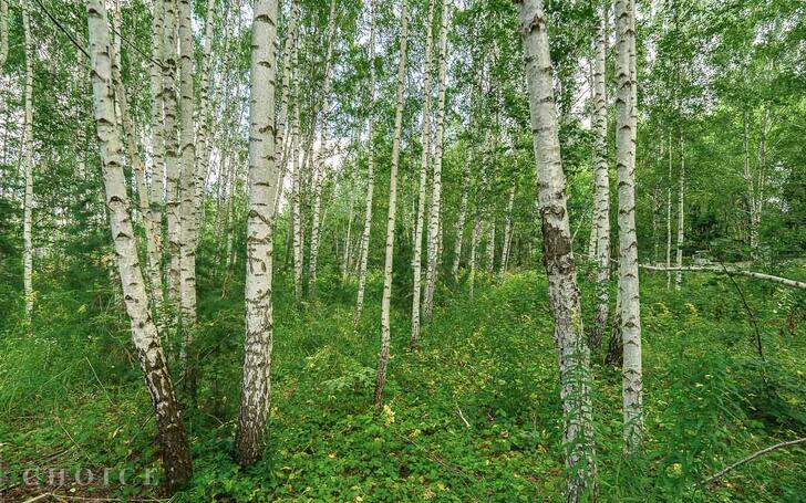 Участок 27 сот.