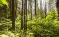 Участок 50 сот. в охраняемом поселке