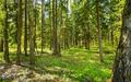 Участок 83.4 сот. в охраняемом поселке