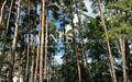 Участок 19 сот.