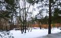Участок 31 сот.