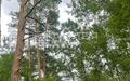 Участок 1 300 сот.
