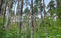 Участок 1 300 сот.