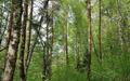 Участок 117 сот.