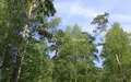 Участок 42 сот.