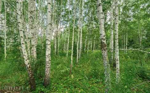Участок 27 сот.