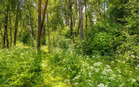 Участок 285.6 сот.