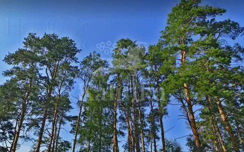 Участок 232 сот.