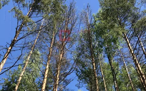 Участок 50 сот.