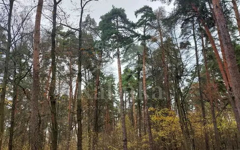 Участок 25 сот.