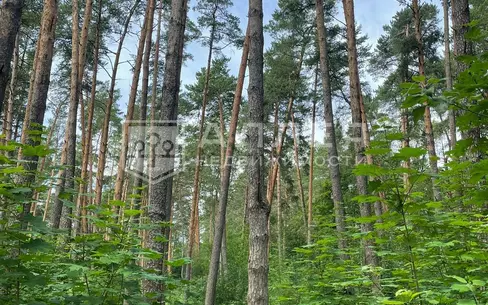 Участок 1 300 сот.
