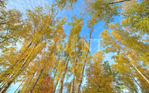 Участок 20 сот.