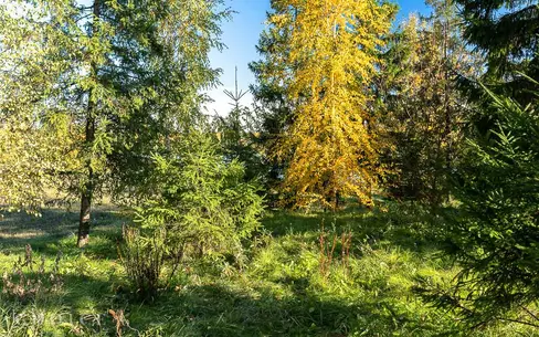 Участок 60 сот.