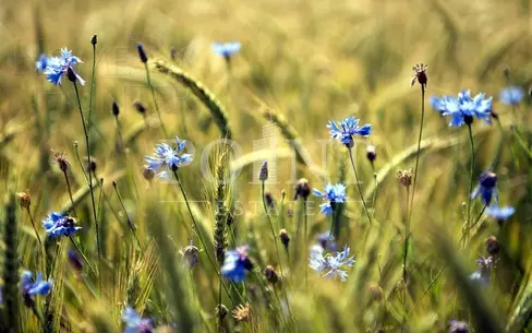 Участок 580 сот. в охраняемом поселке