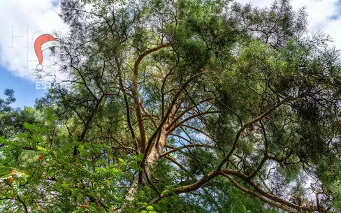 Участок 65.37 сот.