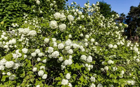 Участок 23 сот. в охраняемом поселке