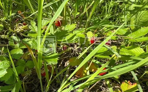 Участок 192 сот. в охраняемом поселке