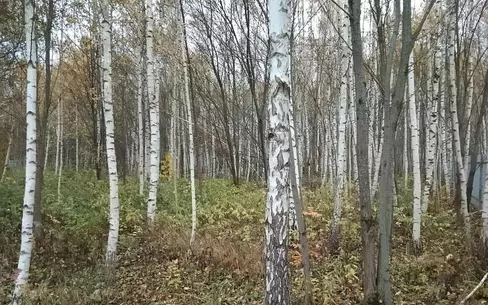 Участок 25 сот.