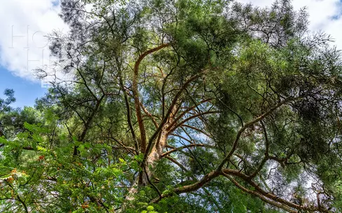 Участок 65.37 сот.