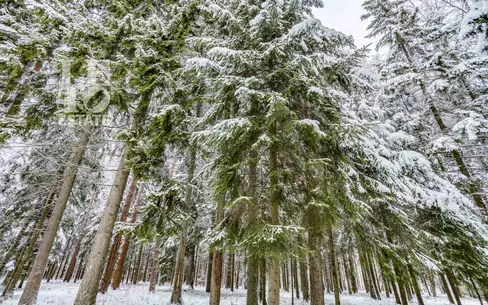 Участок 50 сот. в охраняемом поселке