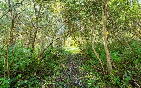 Участок 100 сот.