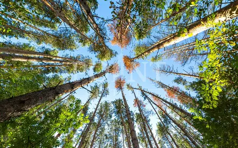 Участок 83 сот.