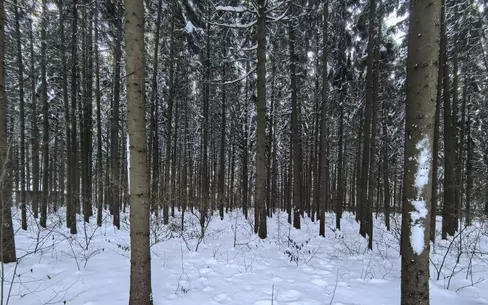 Участок 45 сот.