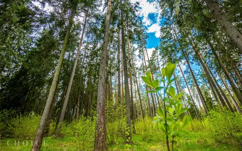 Участок 100 сот.