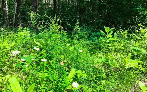 Участок 30.79 сот. в охраняемом поселке