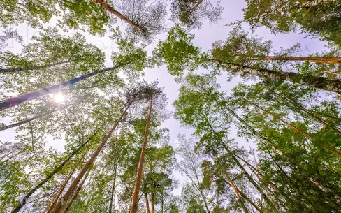 Участок 100 сот.