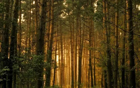 Участок 33 сот. в охраняемом поселке