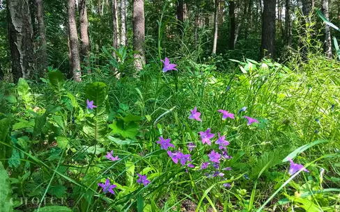 Участок 24 сот. в охраняемом поселке