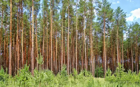 Участок 35 сот. в охраняемом поселке