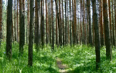 Участок 35 сот. в охраняемом поселке