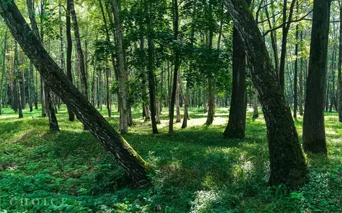 Участок 12.62 сот. в охраняемом поселке