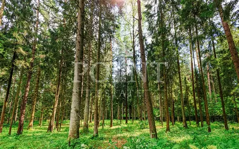 Участок 12 сот.