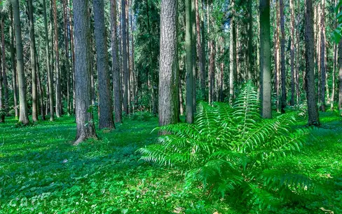 Участок 28.3 сот.